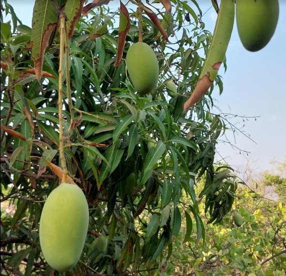 Mango Farm